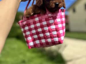 Femela pudel red toy — miniatura 5