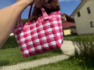 Femela pudel red toy — miniatura 6