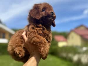 Femela pudel red toy — miniatura 7