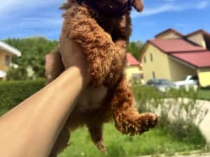 Femela pudel red toy — miniatura 8