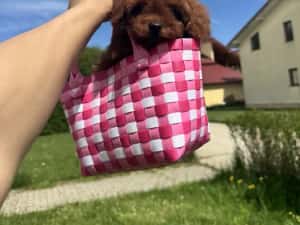 Femela pudel red toy — miniatura 9