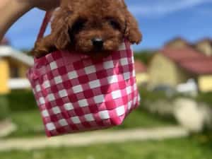 Femela pudel red toy — miniatura 10