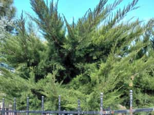 EXCLUSIVITATE | COMISION 0% | Casă 479 mp – ideală clinică medicală / activități — miniatura 5