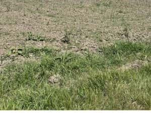 Teren agricol de vanzare — miniatura 4