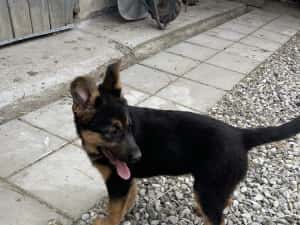 Pui Ciobănesc German — miniatura 2