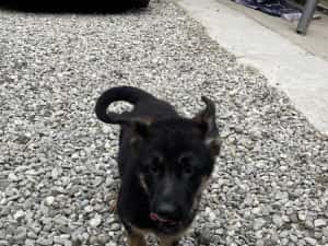 Pui Ciobănesc German — miniatura 3