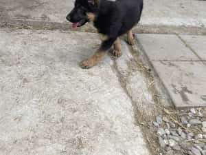 Pui Ciobănesc German — miniatura 4