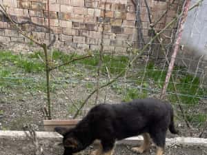 Pui Ciobănesc German — miniatura 5