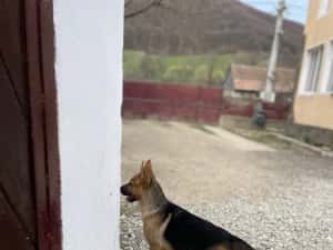 Pui Ciobănesc German — miniatura 7