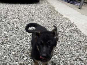 Pui Ciobănesc German — miniatura 9