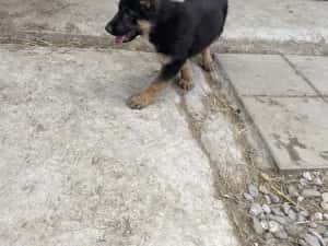 Pui Ciobănesc German — miniatura 10