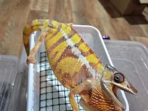 Furcifer pardalis cameleon — miniatura 1