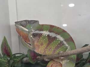 Furcifer pardalis cameleon — miniatura 3