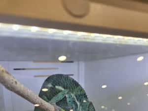 Furcifer pardalis cameleon — miniatura 4