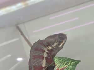 Furcifer pardalis cameleon — miniatura 6