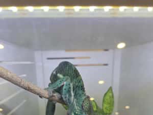 Furcifer pardalis cameleon — miniatura 7