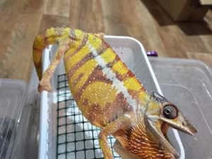 Furcifer pardalis cameleon — miniatura 8
