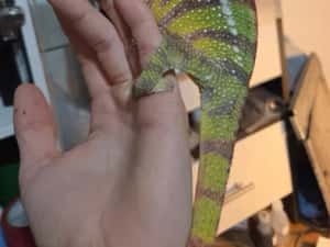 Furcifer pardalis cameleon — miniatura 9