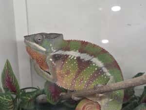 Furcifer pardalis cameleon — miniatura 10