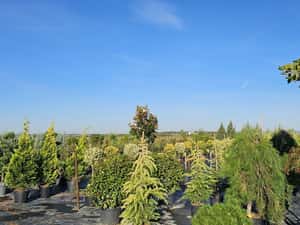 EUONYMUS japonicus aurea- leylandi cupressocyparis — miniatura 10