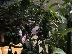 Apartament 3 camere, 65 mp, zona Tudor — miniatura 4