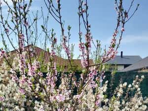 2 camere cu gradina Maramures Residence Otopeni