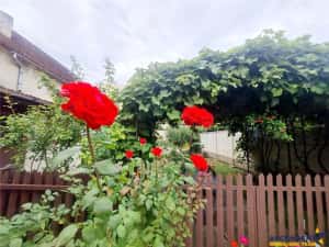 Poveste saseasca la umbra vitei de vie,cu crama,gradina flori,Central,Codlea — miniatura 9