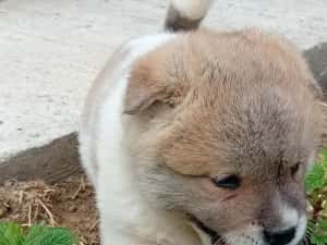 Pui femela Akita American  — miniatura 2