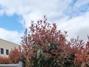 Photinia pe tija- tuia leylandi-cedru - artar rosu japonez — miniatura 5