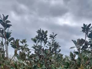 Photinia pe tija- tuia leylandi-cedru - artar rosu japonez — miniatura 7