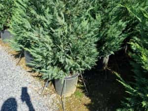Photinia pe tija- tuia leylandi-cedru - artar rosu japonez — miniatura 10