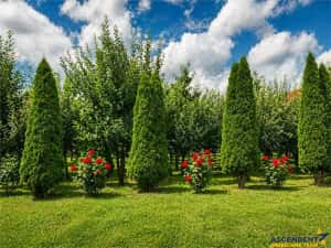 Pretios teren intravilan 1.409 mp, livada, utilitati,rezidential comercial, zona premium — miniatura 5