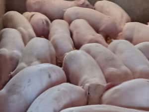 purcei si porci mari