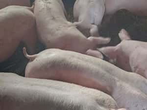 purcei si porci mari — miniatura 2
