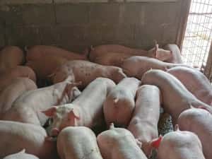 purcei si porci mari — miniatura 3