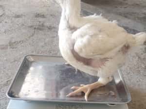 Pui alb de carne și rasa mixta — miniatura 2