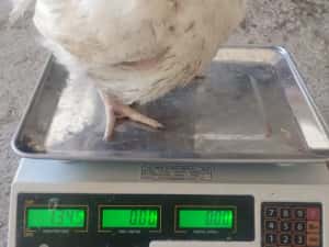Pui alb de carne și rasa mixta — miniatura 3