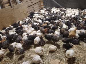 Pui alb de carne și rasa mixta — miniatura 5