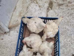 Pui alb de carne și rasa mixta — miniatura 6