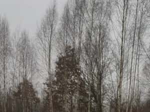 Toyota Hilux 3.0 Automat 4x4 | OFF-ROAD BUILD | Dif Blocabil | LED BAR — miniatura 4