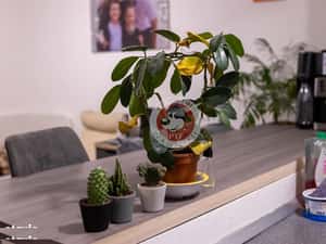 M D.Leonida | 2 cam | Dec | 48mp | 95.900Euro | B12705