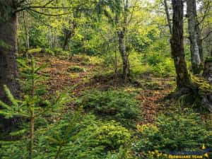 Teren intravilan panoramic 4.600mp,view iconic Piatra Craiului,oportunitate premium — miniatura 4
