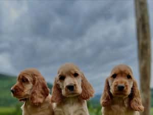 Pui Cocker Spaniel - Firma Autorizată, Garanție Veterinară — miniatura 3