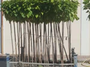 Catalpa 250/3metri — miniatura 4