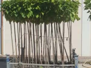 Catalpa 250/3metri — miniatura 8