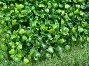 Panou Gard viu Artificial/verde/verdeata/ Perete Decorativ 60x40 cm — miniatura 8