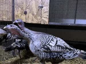 Curcani de rasă Narragansett oua incubat, pui mici Australorp Brahma — miniatura 2
