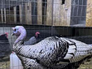 Curcani de rasă Narragansett oua incubat, pui mici Australorp Brahma — miniatura 3