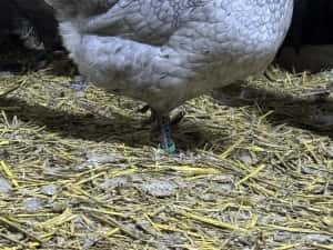 Curcani de rasă Narragansett oua incubat, pui mici Australorp Brahma — miniatura 4