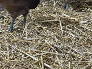 Curcani de rasă Narragansett oua incubat, pui mici Australorp Brahma — miniatura 5